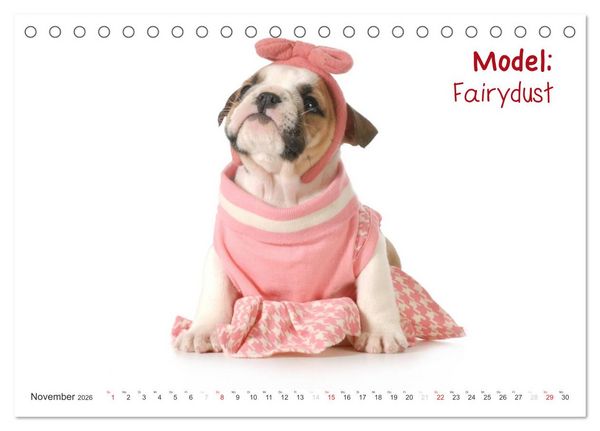 Produktbild: English Bulldog XXL Models (Tischkalender 2026 DIN A5 quer), CALVENDO Monatskalender