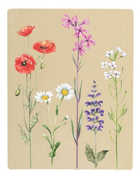 Produktbild: Expedition Natur Blatt- und Bl&uuml;tenpresse mit Sonnendruckpapier