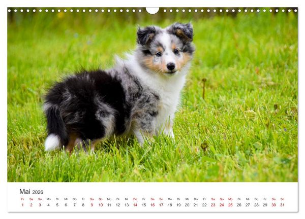 Produktbild: Shelties - Die zuckers&uuml;&szlig;en Vierbeiner. (Wandkalender 2026 DIN A3 quer), CALVENDO Monatskalender
