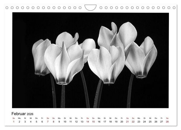 Produktbild: Die grafische Sch&ouml;nheit der Pflanzen &ndash; Schwarz-Wei&szlig; (Wandkalender 2026 DIN A4 quer), CALVENDO Monatskalender