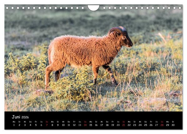 Produktbild: Schafe und L&auml;mmer (Wandkalender 2026 DIN A4 quer), CALVENDO Monatskalender
