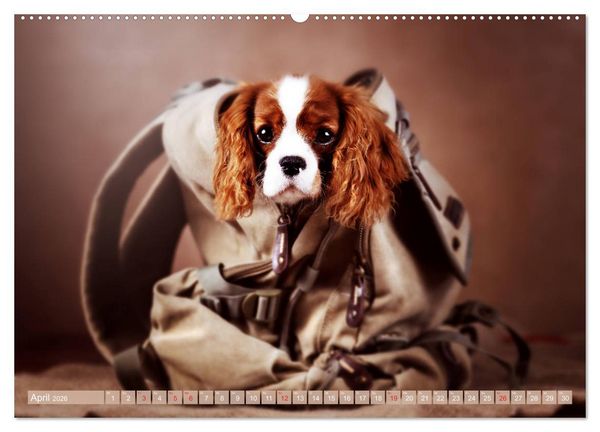 Produktbild: Der Welpenkalender - Cavalier King Charles Spaniel (hochwertiger Premium Wandkalender 2026 DIN A2 quer), Kunstdruck in Hochglanz
