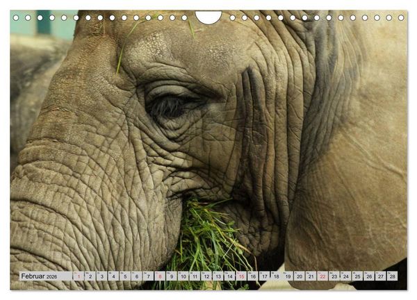 Produktbild: Elefanten. Sensible R&uuml;sseltiere (Wandkalender 2026 DIN A4 quer), CALVENDO Monatskalender