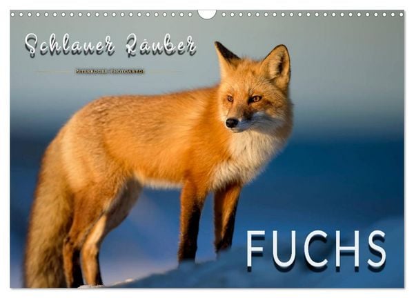 Produktbild: Fuchs - schlauer R&auml;uber (Wandkalender 2026 DIN A3 quer), CALVENDO Monatskalender