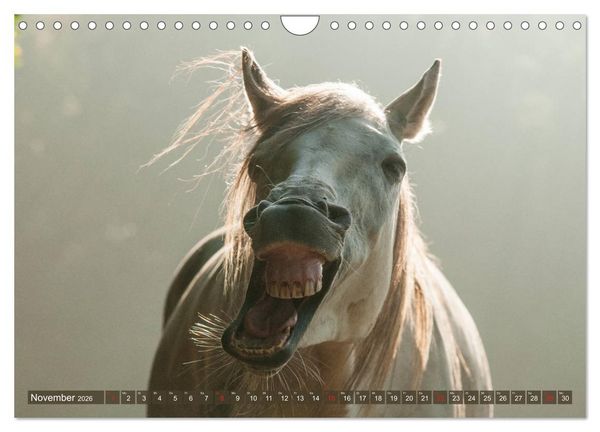 Produktbild: Das Lachen der Pferde - Lustige Gesichter (Wandkalender 2026 DIN A4 quer), CALVENDO Monatskalender