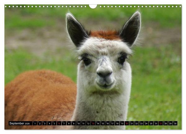 Produktbild: Lama und Alpaka (Wandkalender 2026 DIN A3 quer), CALVENDO Monatskalender