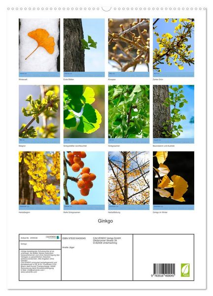 Produktbild: Ginkgo (hochwertiger Premium Wandkalender 2026 DIN A2 hoch), Kunstdruck in Hochglanz