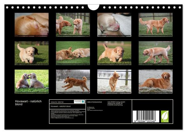 Produktbild: Hovawart - nat&uuml;rlich blond (Wandkalender 2027 DIN A4 quer), CALVENDO Monatskalender