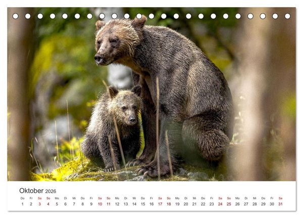 Produktbild: B&auml;ren - Pandas, Grizzlyb&auml;ren und Co. (Tischkalender 2026 DIN A5 quer), CALVENDO Monatskalender