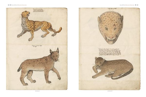 Produktbild: Conrad Gessners Thierbuch