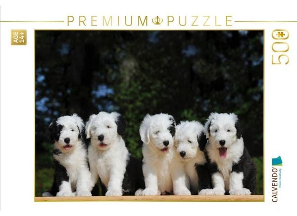 CALVENDO Puzzle Bobtail | 500 Teile Lege-Größe 48 × 36 cm Foto-Puzzle für Erwachsene