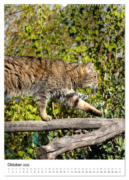 Produktbild: Kleine Tiger im Wald (hochwertiger Premium Wandkalender 2026 DIN A2 hoch), Kunstdruck in Hochglanz
