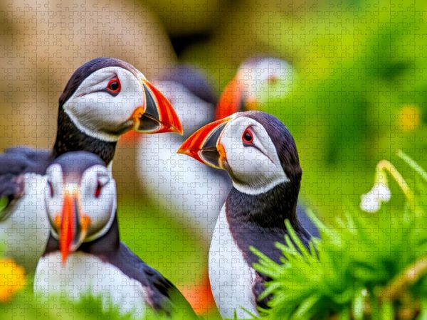 Produktbild: CALVENDO Puzzle Mit der Eleganz eines Papageientauchers. | 2000 Teile Lege-Gr&ouml;&szlig;e 90x67cm Foto-Puzzle f&uuml;r gl&uuml;ckliche Stunden