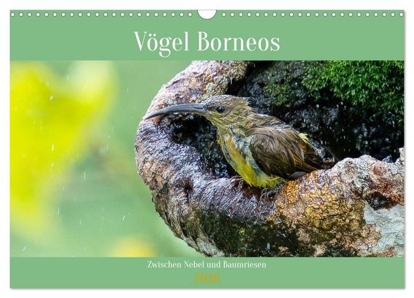 Zwischen Nebel und Baumriesen - Vögel Borneos (Wandkalender 2026 DIN A3 quer), CALVENDO Monatskalender