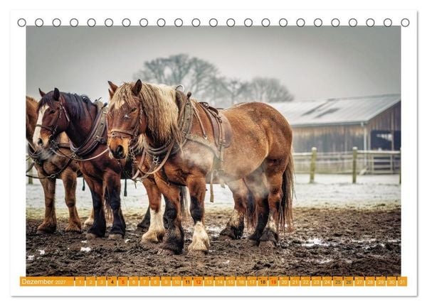Produktbild: Arbeitspferde in Action (Tischkalender 2027 DIN A5 quer), CALVENDO Monatskalender