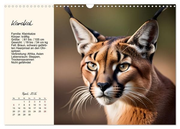 Produktbild: Zw&ouml;lf Raubkatzen im Portrait (Wandkalender 2026 DIN A3 quer), CALVENDO Monatskalender