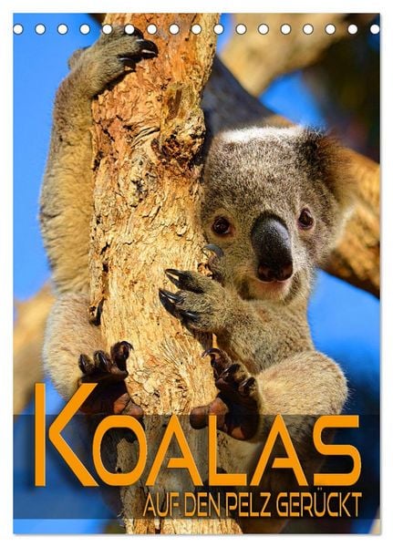 Produktbild: Koalas auf den Pelz ger&uuml;ckt (Tischkalender 2026 DIN A5 hoch), CALVENDO Monatskalender