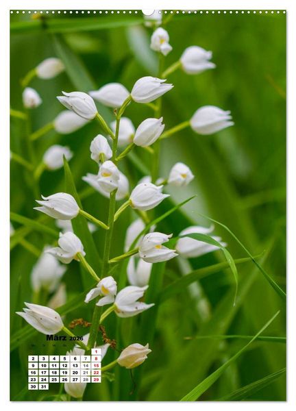Produktbild: Zauber der Natur - Heimische Orchideen und Wiesenblumen (hochwertiger Premium Wandkalender 2026 DIN A2 hoch), Kunstdruck in Hochglanz