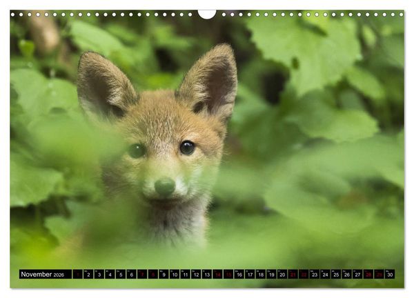 Produktbild: Nordhessens Tierkinder (Wandkalender 2026 DIN A3 quer), CALVENDO Monatskalender