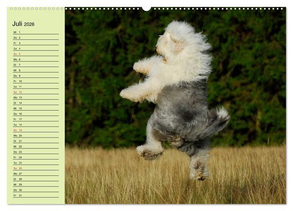 Produktbild: Traumhund Bobtail (hochwertiger Premium Wandkalender 2026 DIN A2 quer), Kunstdruck in Hochglanz