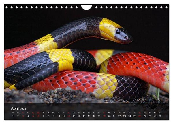 Produktbild: Giftschlangen (Wandkalender 2026 DIN A4 quer), CALVENDO Monatskalender