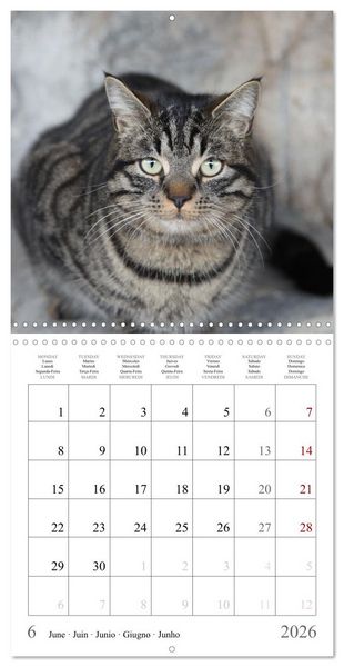 Produktbild: F&eacute;lins au fil des mois (Calendrier mural carr&eacute; 2026 30x30 cm) Calendrier double avec une page pour vos prises de notes