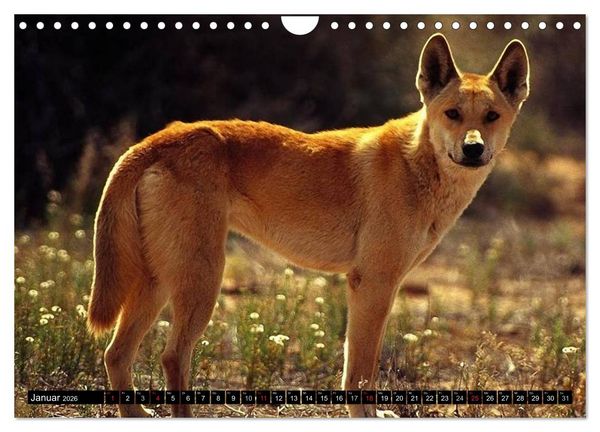 Produktbild: Australiens Tierwelt (Wandkalender 2026 DIN A4 quer), CALVENDO Monatskalender