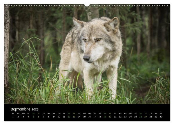 Produktbild: J'ai vu le loup (Calendrier mural 2026 DIN A2 vertical) calendrier de bureau