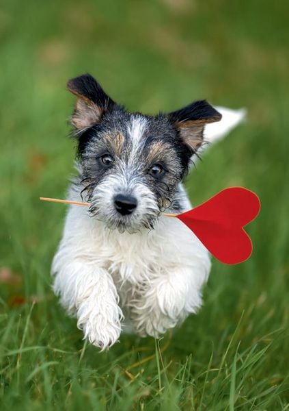 Produktbild: Postkartenblock Lustige Tiere