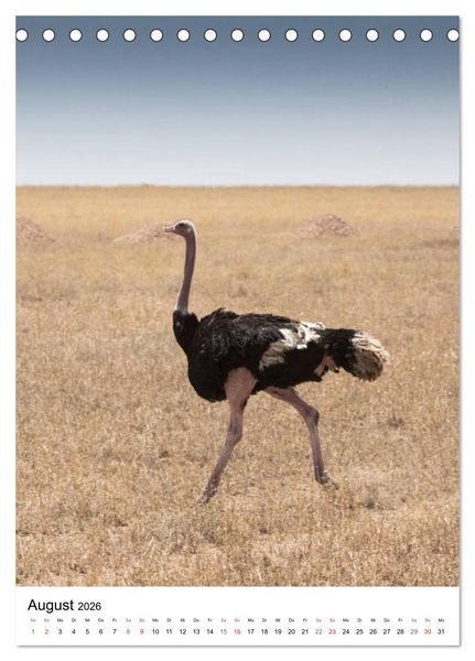 Produktbild: Serengeti Pur - Tansania (Tischkalender 2026 DIN A5 hoch), CALVENDO Monatskalender