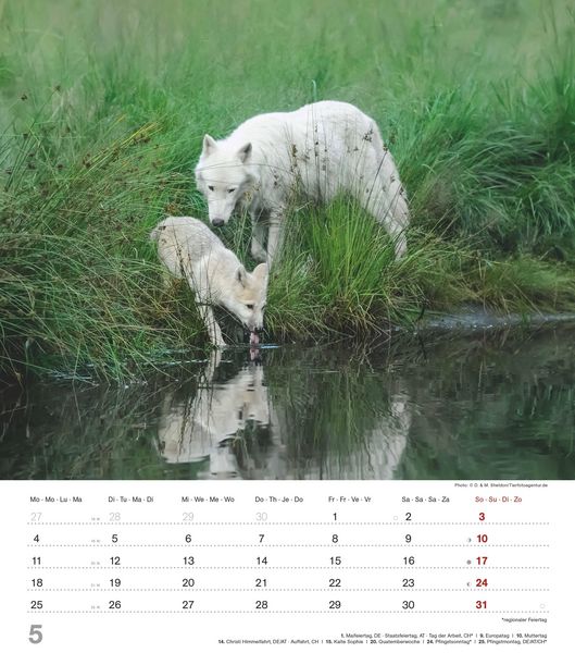 Produktbild: Mythos Wolf 2026 - Foto-Kalender - Wand-Kalender - 30x34