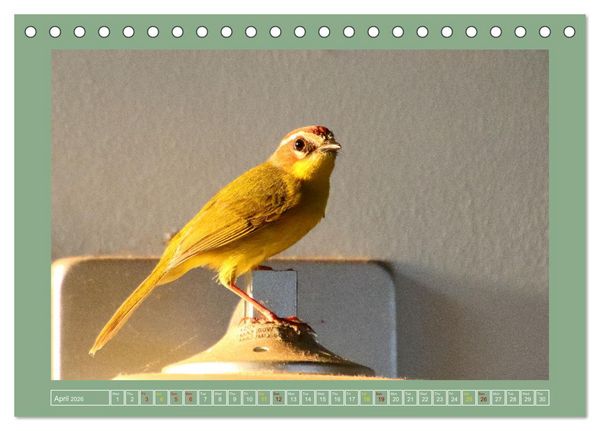 Produktbild: Some Costa Rican Birds (Desk Calendar 2026 DIN A5 landscape), CALVENDO 12 Month DeskCalendar
