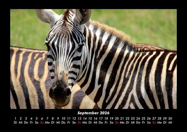 Produktbild: Zebrazauber 2026 Fotokalender DIN A3