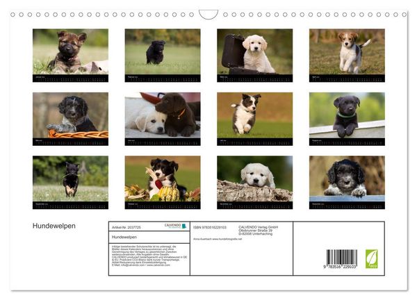 Produktbild: Hundewelpen (Wandkalender 2026 DIN A3 quer), CALVENDO Monatskalender