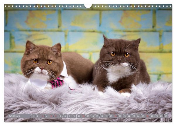 Produktbild: Kleine Stubenstiger (Wandkalender 2026 DIN A3 quer), CALVENDO Monatskalender