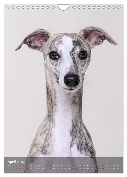 Produktbild: Whippets im Portrait (Wandkalender 2026 DIN A4 hoch), CALVENDO Monatskalender