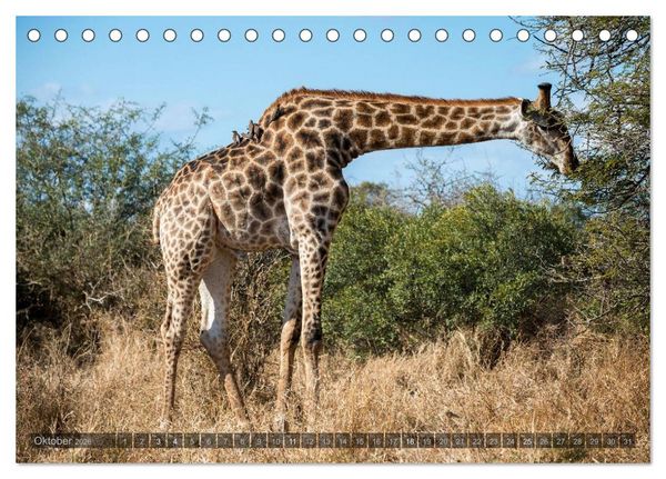 Produktbild: S&uuml;dafrika - Die Tierwelt (Tischkalender 2026 DIN A5 quer), CALVENDO Monatskalender
