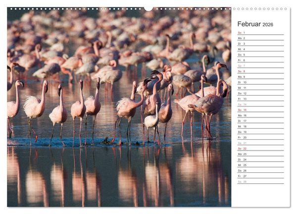 Produktbild: Flamingo Impressionen 2026 (Wandkalender 2026 DIN A2 quer), CALVENDO Monatskalender