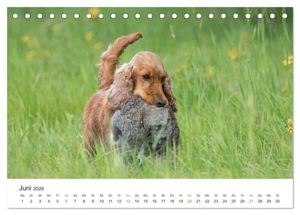 Produktbild: Treue Jagdgef&auml;hrten - Jagdhunderassen im Portrait (Tischkalender 2026 DIN A5 quer), CALVENDO Monatskalender