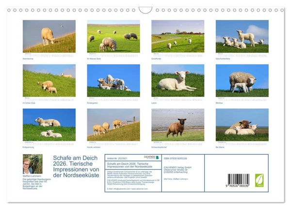 Produktbild: Schafe am Deich 2026. Tierische Impressionen von der Nordseek&uuml;ste (Wandkalender 2026 DIN A3 quer), CALVENDO Monatskalender