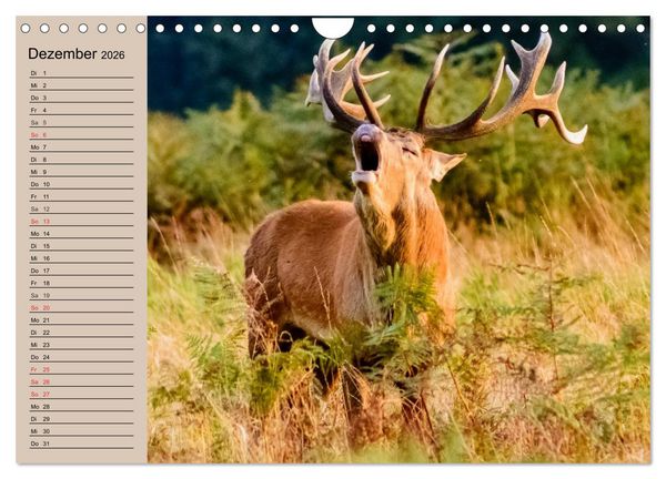 Produktbild: Rotwild. Edle Hirsche, stolze K&uuml;he (Wandkalender 2026 DIN A4 quer), CALVENDO Monatskalender