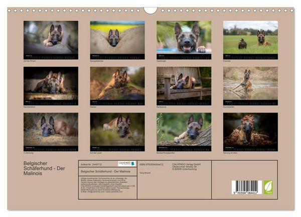 Produktbild: Belgischer Sch&auml;ferhund - Der Malinois (Wandkalender 2027 DIN A3 quer), CALVENDO Monatskalender