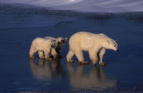 Produktbild: Planet Erde/Frozen Planet/Unser blauer Planet - Die Gesamtedition [8 BRs]