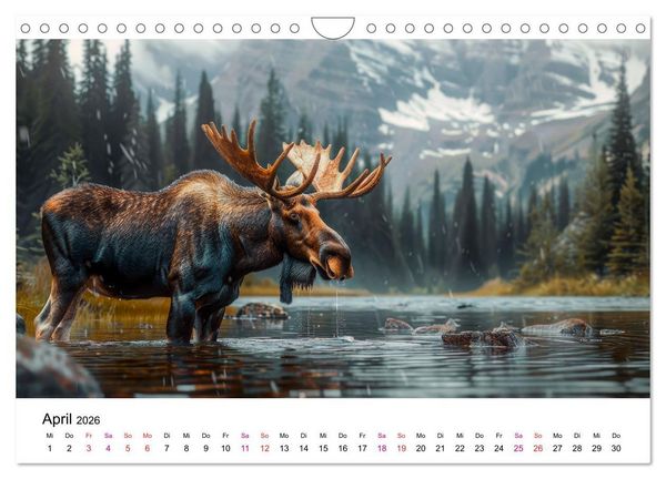 Produktbild: Elche - sch&ouml;ne Momente (Wandkalender 2026 DIN A4 quer), CALVENDO Monatskalender