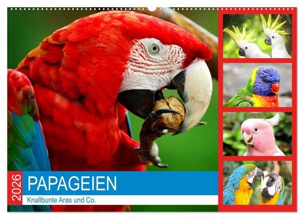 Produktbild: Papageien. Knallbunte Aras und Co. (Wandkalender 2026 DIN A2 quer), CALVENDO Monatskalender
