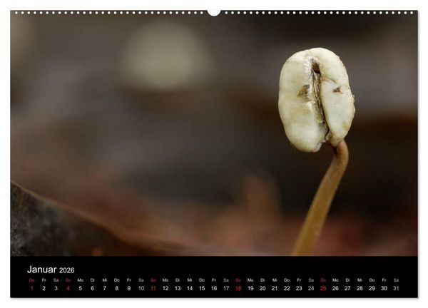 Produktbild: Zu Besuch beim Kaffee (hochwertiger Premium Wandkalender 2026 DIN A2 quer), Kunstdruck in Hochglanz