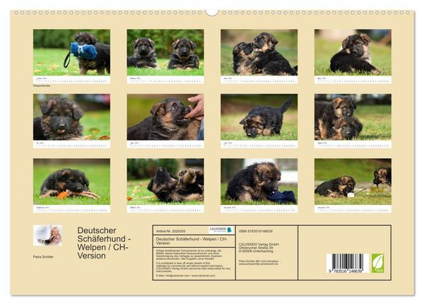 Produktbild: Deutscher Sch&auml;ferhund - Welpen / CH-Version (hochwertiger Premium Wandkalender 2026 DIN A2 quer), Kunstdruck in Hochglanz