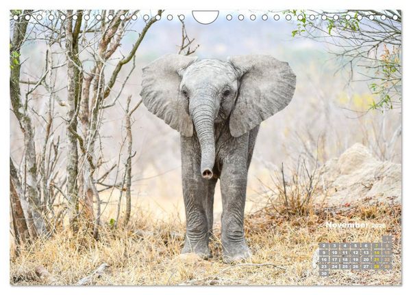 Produktbild: Babyelefanten (Wandkalender 2026 DIN A4 quer), CALVENDO Monatskalender