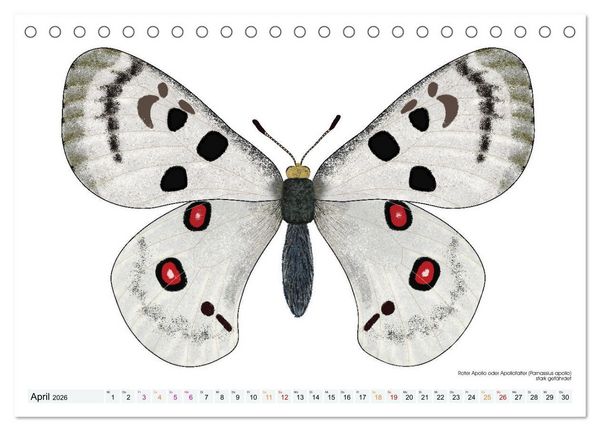 Produktbild: Schmetterlinge illustriert (Tischkalender 2026 DIN A5 quer), CALVENDO Monatskalender