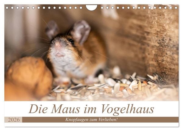 Die Maus im Vogelhaus (Wandkalender 2026 DIN A4 quer), CALVENDO Monatskalender
